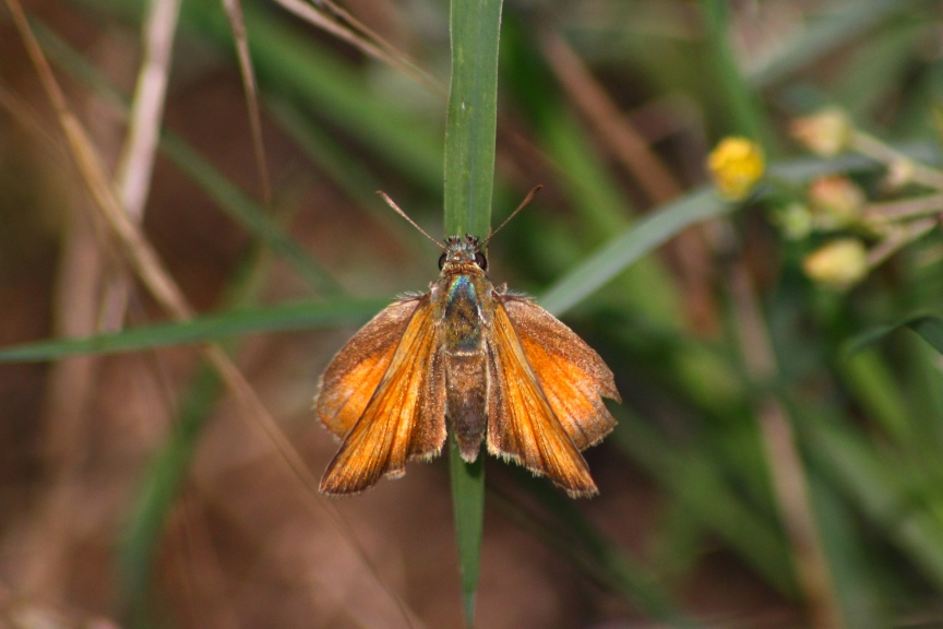 PIERIS RAPAE?